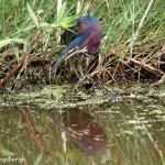 1045 Green Heron (Butorides virescens)