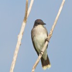 1125 Eastern Kingbird, Hagerman National Wildlife Refuge, TX