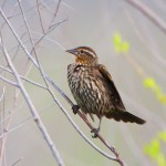 1144 Female, Red-winged Blackbird, Hagerman National Wildlife Refuge, TX