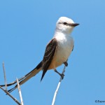 1150 Scissor-tailed Flycatcher, Hagerman National Wildlife Refuge, TX