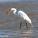 1152 Great White Egret, Feeding