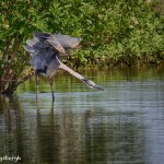 1193 Great Blue Heron Guarding Territory