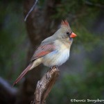 1219 Female Northern Cardinal, Palo Duro Canyon State Park, TX