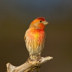 1336 House Finch