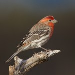 1337House Finch