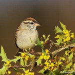 1338 Chipping Sparrow, Block Creek Natural Area, Kendall County, TX