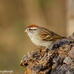 1339 Chipping Sparrow, Block Creek Natural Area, Kendall County, TX