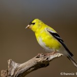 1342 American Goldfinch, Block Creek Natural Area, Kendall County, TX