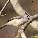 1343 Tufted Titmouse, Block Creek Natural Area, Kendall County, TX