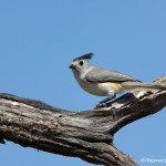 1349 Tufted Titmouse, Block Creek Natural Area, Kendall County, TX