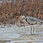 1392 Great Blue Heron, Fishing, Hagerman National Wildlife Refuge, TX