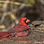 1396 Male Northern Cardinal. Palo Duro Canyon State Park, TX