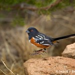 1396 Spotted Towhee. Palo Duro Canyon State Park, TX