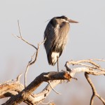 1482 Great Blue Heron, Hagerman National Wildlife Refuge, TX