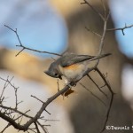 1529 Tufted Titmouse, Wichita Mountains National Wildlife Refuge, OK