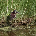 1551 Green Heron (Butorides virescens)