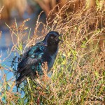 1566 Boat-tailed Grackle (Quiscalus major)