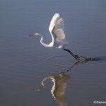 1570 Great Egret (Ardea alba)