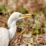 1630 Cattle Egret (Bubulcus ibis), Non-breeding Plumage