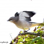 1631 Northern Mockingbird (Minimus polyglottos)