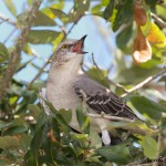 1632 Northern Mockingbird (Minimuns poluglottos)