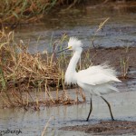 1636 Snowy Egret (Egreta thua), Displaying