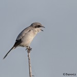 1637 Loggerhead Shrike (Lanius ludovicianus)