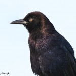 1638 Male Boat-tailed Grackle (Quiscalus major)