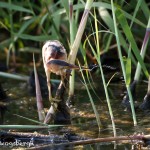 1648 Least Bittern (Lxobrychus exilis), Juvenile