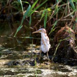 1663 Juvenile Green Heron (Butorides virescens)