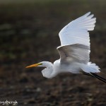 1827 Great Egret (Ardea alba)