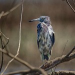 1845 Juvenile Great Blue Heron (Ardea herodias)