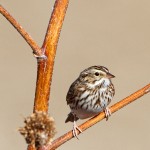 1885 Savannah Sparrow (Passerculus sandwichensis)