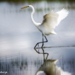 1926 Great Egret (Ardea alba)