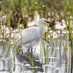 1941 Snowy Egret (Egretta thula)