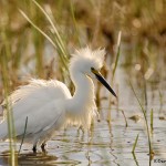 1944 Snowy Egret (Egretta thula)