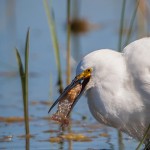 2070 Snowy Egret (Egretta thula)