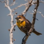 2073 Female Yellow-headed Blackbird (Xanthocephalus xanthocephalus)