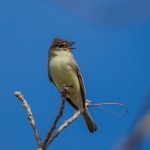 2104 Brown-crested Flycatcher (Myiarchus tyrannulus)