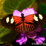 1492 Doris Longwing (Heliconius laparus)