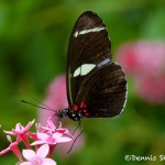 1496 Sara Longwing (Heliconius sara), Rosine Smith Sammons Butterfly House and Insectarium, Dallas, TX