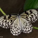 3030 Paper Kite (Idea leuconia). Rosine Smith Sammons Butterfly House & Insectarium, Dallas, TX.