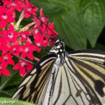 3034 Paper Kite (Idea leuconia). Rosine Smith Sammons Butterfly House & Insectarium, Dallas, TX