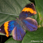 3036 Indian Leaf Butterfly (Kallima paralekta). Rosine Smith Sammons Butterfly House & Insectarium, Dallas, TX