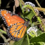 6215 Queen (Danaus gilippus), Rosine Smith Sammons Butterfly House and Insectarium, Dallas, TX