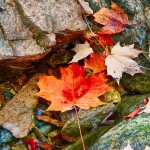 1674 Autumn Leaves, Hadlock Brook