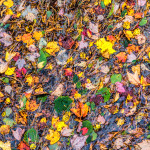 2984 Colored Leaves at Somesville Bridge, Acadia National Park, ME