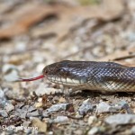 1469 Texas Rat Snake (Elaphe obsoleta lindheimeri)