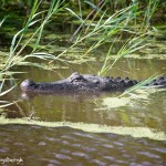 1545 Alligator