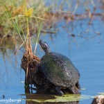 1568 Mud Turtle